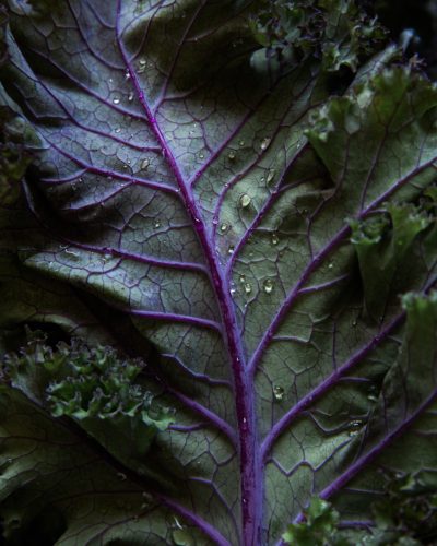 A closeup shot of a kale leaf with water droplets